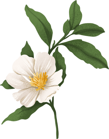 white rosehip flower on stem with leaves PNG, SVG