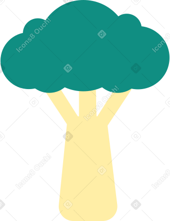 cabbage Illustration in PNG, SVG
