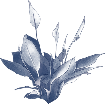 flowers PNG、SVG