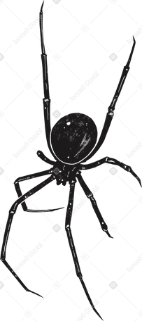 spider PNG, SVG