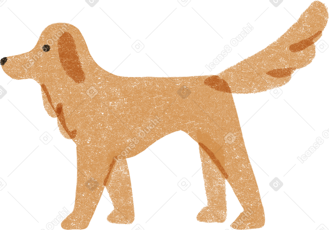 brown dog walking в PNG, SVG