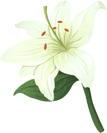 white lily with a greenish tint and leaf PNG, SVG