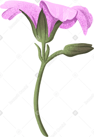 Flor rosa abierta PNG, SVG