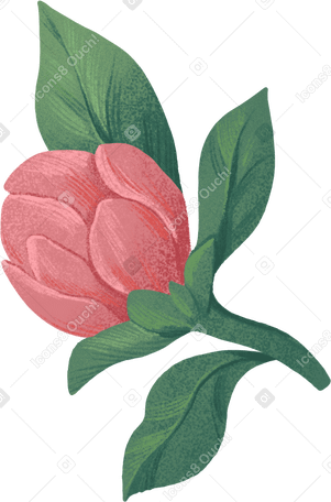 small pale red bud PNG、SVG