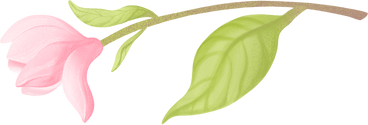 twig with magnolia flower PNG, SVG