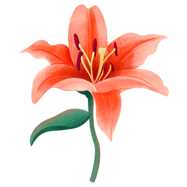 Orange lily on a stem PNG, SVG