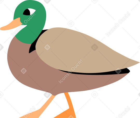 duck Illustration in PNG, SVG