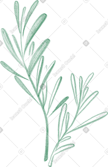 Olive branch PNG, SVG