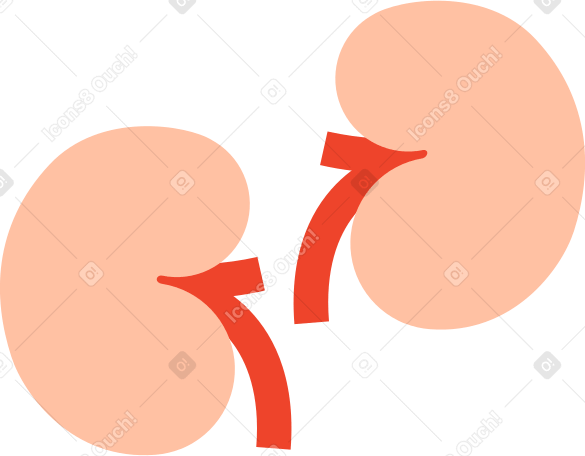 腎臓 のpngとsvgでのイラスト