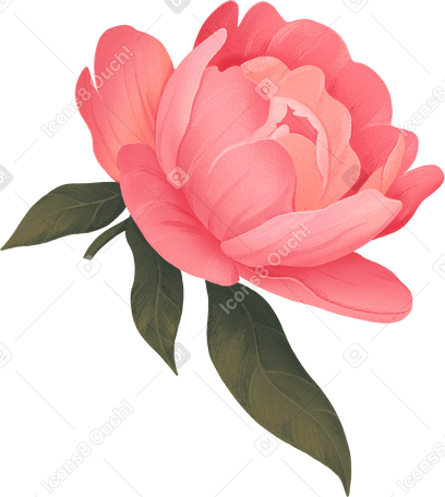 large open pink peony among the leaves в PNG, SVG