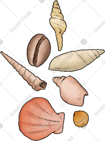 shells PNG, SVG