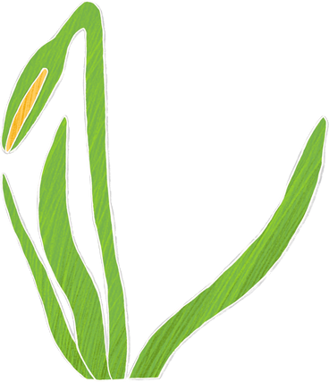 daffodil flower in bud PNG, SVG