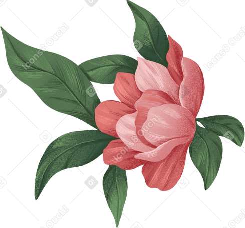Bourgeon ouvert d'une fleur rose foncé PNG, SVG