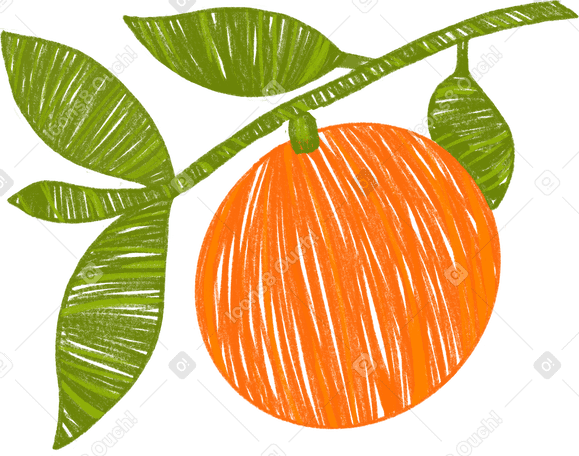 an orange on a branch PNG, SVG