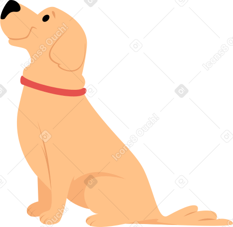 sitting labrador dog Illustration in PNG, SVG