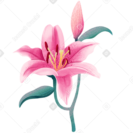 Pink lily flower with bud PNG, SVG