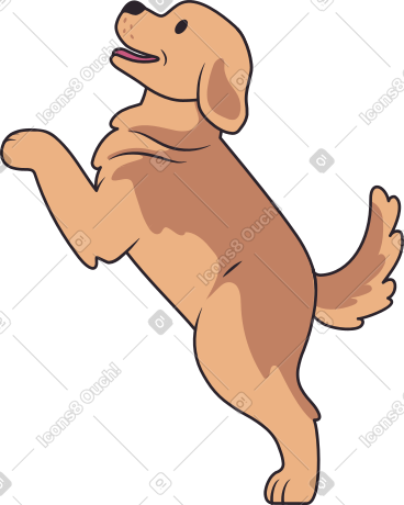 Golden retriever puppy PNG, SVG