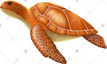 Turtle middle PNG, SVG