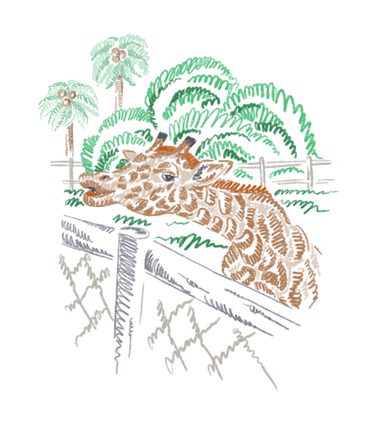 Allo zoo PNG, SVG