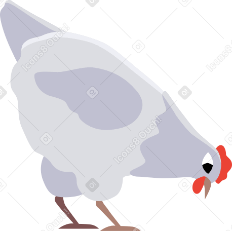 white chicken PNG、SVG
