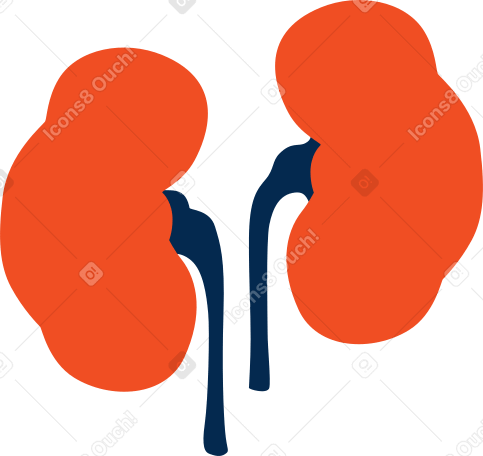 腎臓 のpngとsvgでのイラスト