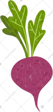 beet PNG, SVG