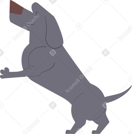 dachshund Illustration in PNG, SVG