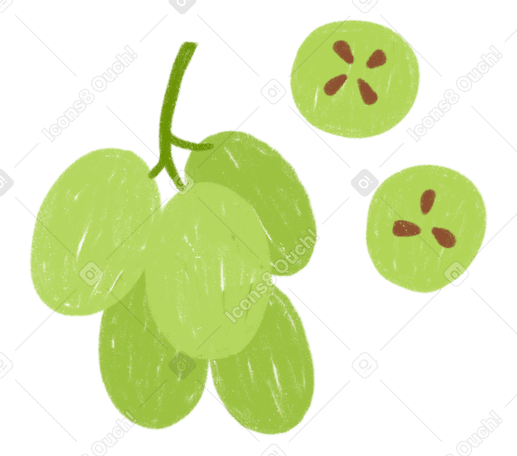 Bayas de uva verdes, productos frescos. PNG, SVG