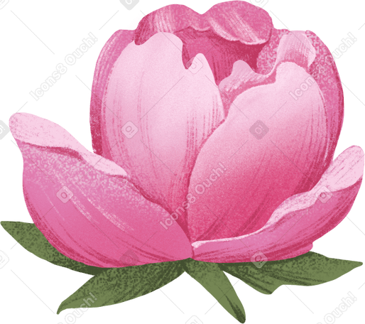 small half-opened pink peony flower PNG、SVG