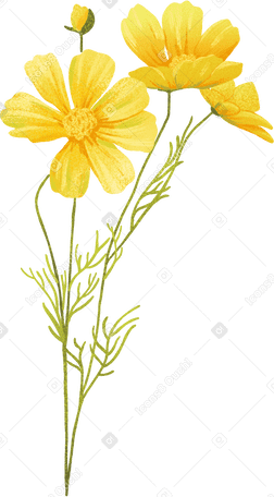 Flores delicadas amarelas e um botão na haste PNG, SVG