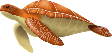 Tortue petite PNG, SVG