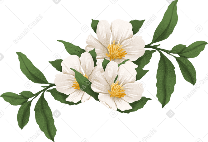 small bouquet with white rosehip flowers PNG, SVG