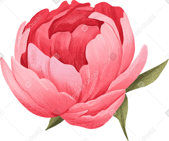 Peonia rosa con foglie PNG, SVG