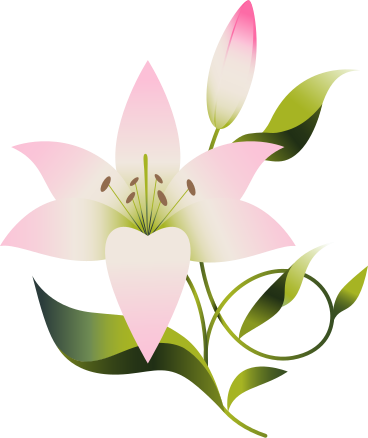 녹색 줄기에 꽃봉오리가 있는 분홍 백합 PNG, SVG