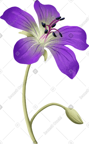 Purple flower and small bud PNG, SVG