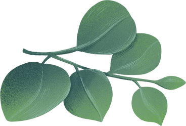 small twig of eucalyptus leaves PNG, SVG