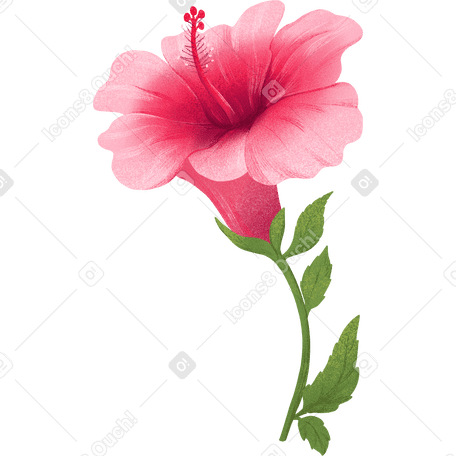 pink hibiscus flower drawing