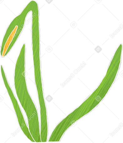 daffodil flower in bud PNG, SVG