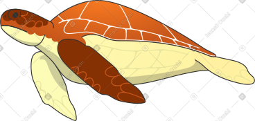 Small turtle PNG, SVG