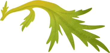big green poppy leaf PNG, SVG