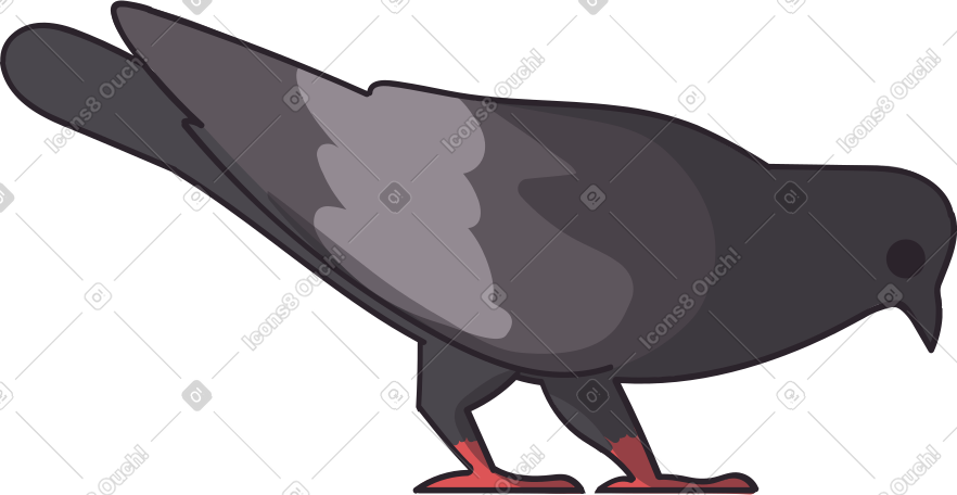 grey pigeon pecking at food PNG, SVG