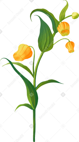 orange sandersonia в PNG, SVG