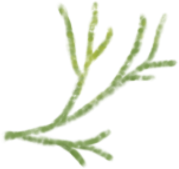 Dill small в PNG, SVG