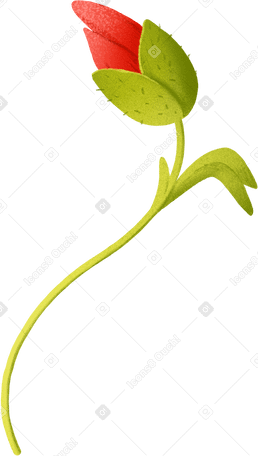 poppy bud with leaf PNG, SVG