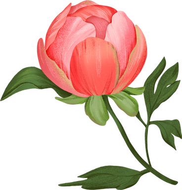 large red full pedicel peony with leaves PNG, SVG