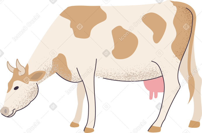 cow Illustration in PNG, SVG