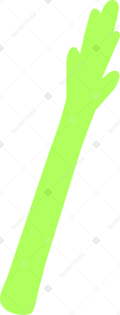 asparagus Illustration in PNG, SVG