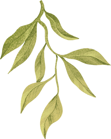 green twig with many leaves PNG, SVG