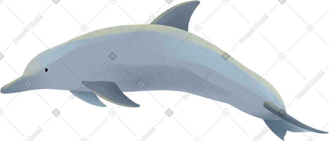 dolphin PNG, SVG