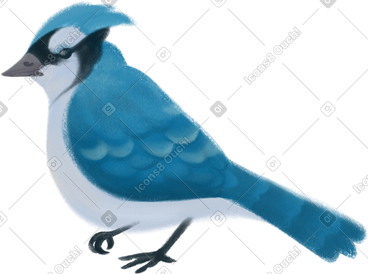 Bird PNG, SVG